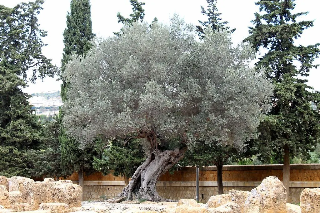 San Leone Home Βίλα San Leone